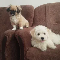 واگذاری سگ آپارتمانی|سگ|بابل, |دیوار