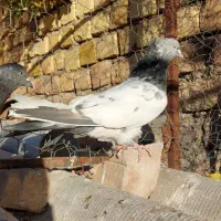 یجفت کله دم سبز|پرنده|آشتیان, |دیوار