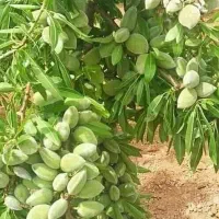 نهال خاص ترین.|حراج|سرایان, |دیوار