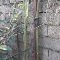 گل کاکتوس ماری بلند|گل و گیاه طبیعی|گوراب زرمیخ, |دیوار