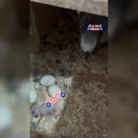 کاسکو دم قرمز مولد به ضمانت جوجه و نطفه