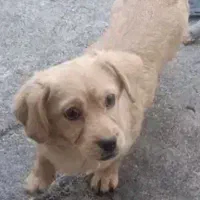 سگ‌پاکوتاه|سگ|کرمانشاه, |دیوار