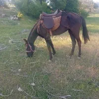 فروش اسب مادیان