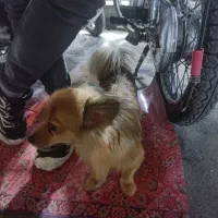 سگ پامرین روباهی|سگ|اهواز, شریعتی جنوبی|دیوار