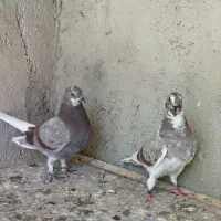 جوجه ضمانتی