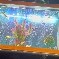 آکواریوم ماهی