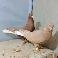 کفتر سرخ دمسفید و زرد دمسفید