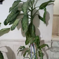 گل دیفن|گل و گیاه طبیعی|نیشابور, شهرک بسیج|دیوار