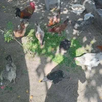 مرغ.وخروس.محلی