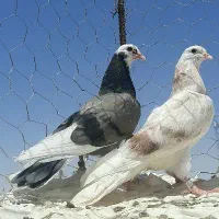 جفت ماده شازده معاوضه با‌ساده