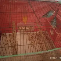 مرغ عشق نر و ماده تخم گذاری|پرنده|کازرون, |دیوار