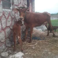 گاو گوساله ماده جرسی        لیشه ورزا