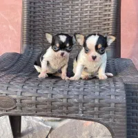 شی واوا اپل هد شیواوا اپل هد|سگ|تهران, تهرانپارس جنوبی|دیوار