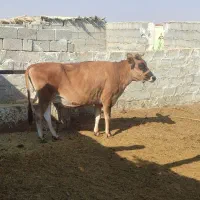 فروش گاو شیری|حیوانات مزرعه|لامرد, |دیوار