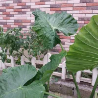 بابا آدم ۳تا بزرگ|گل و گیاه طبیعی|رشت, پیرکلاچای|دیوار