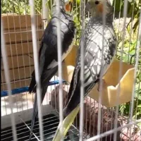 عروس هلندی مولد