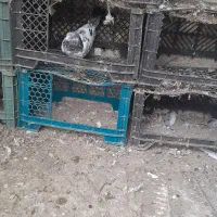 کبوتر پرشی