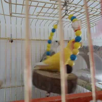 برزیلی طوطک|پرنده|مرند, |دیوار