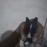 بچه خرگوش دونه ای 200