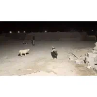 یک عدد سگ نگهبان|سگ|خاوران, |دیوار