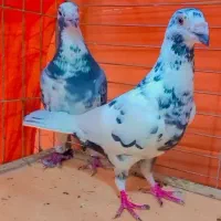 دسته‌کفتر|پرنده|یزد, |دیوار