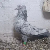 کفتر  هوایی|پرنده|مرودشت, شهرک مهدیه|دیوار