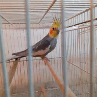 عروس هلندی بالغ نر|پرنده|فردوس (خراسان), |دیوار