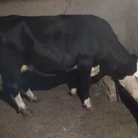 گاو سیمینتال با گوساله|حیوانات مزرعه|مشهد, خواجه ربیع|دیوار