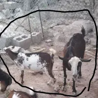 کهره ماده بابچه