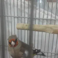 سهره گردن کلفت جفتی