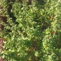 رهن واجاره باغ بر جاده امیریه مناسب کافه ومراسمات|اجارهٔ خانه و ویلا|بسطام, |دیوار