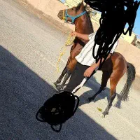 اسب فروشی