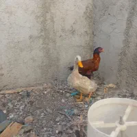 مرغ لاری|حیوانات مزرعه|هشتگرد, هشتگرد قدیم|دیوار