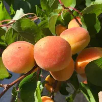 تولید نهال زردآلو سلطنتی پربار