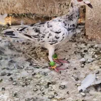5تا هفترنگ پرنده
