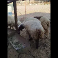 فروش سه عددمیش جوان|حیوانات مزرعه|لنده, |دیوار