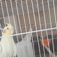 عروس هلندی جفت و جوجه