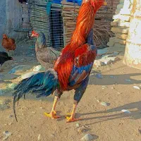 خروس و دوتا جوجه خروس