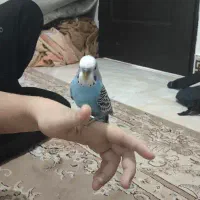 3 عدد مرغ عشق دستی بالغ|پرنده|شیراز, شهرک گلستان شمالی|دیوار
