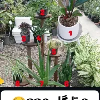 جشنواره تخفیفی 8عدد گل فقد 220