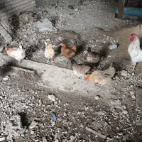 مرغ و جوجه محلی اصل