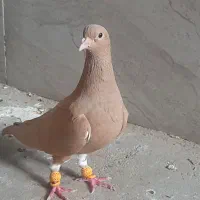 زرد کرمونی ماده