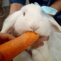 خرگوش لوپ سفید