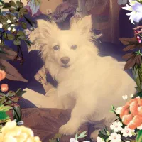 سگ اشپینز پامر