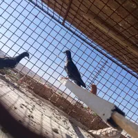 سوسکی سینه سفید