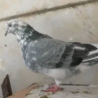 کاشانی|پرنده|مسجد سلیمان, |دیوار