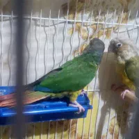 طوطی گرینچیک|پرنده|میان جلگه, |دیوار