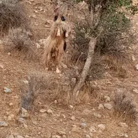 پازن|حیوانات مزرعه|طسوج, |دیوار