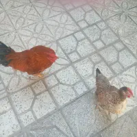 مرغ و خروس زیبا