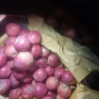 سیب درجه 2 رنگ دار و صاف|خدمات باغبانی و درختکاری|اشنویه, |دیوار